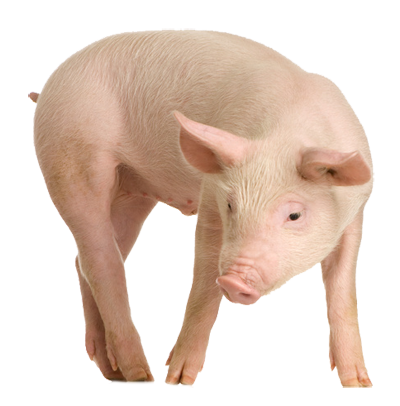 pig standing downwards